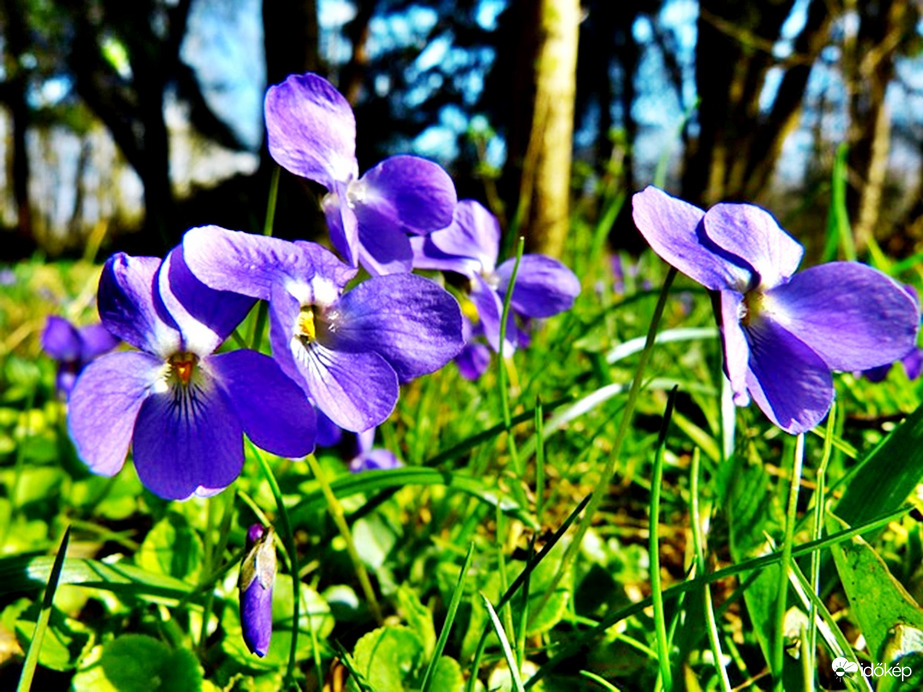 Gyönyörű parkunkban az illatos ibolya, de erőszakosan terjed