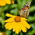 Bogáncslepke (Vanessa cardui) 