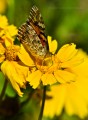 Bogáncslepke (Vanessa cardui)