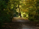 Autumn in the Forest