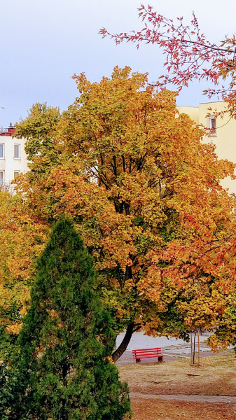 Hódmezővásárhely