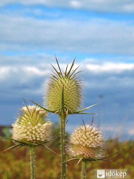 Héjakút mácsonya ( Dipsacus laciniatus ) 3