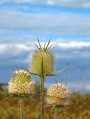 Héjakút mácsonya ( Dipsacus laciniatus ) 3