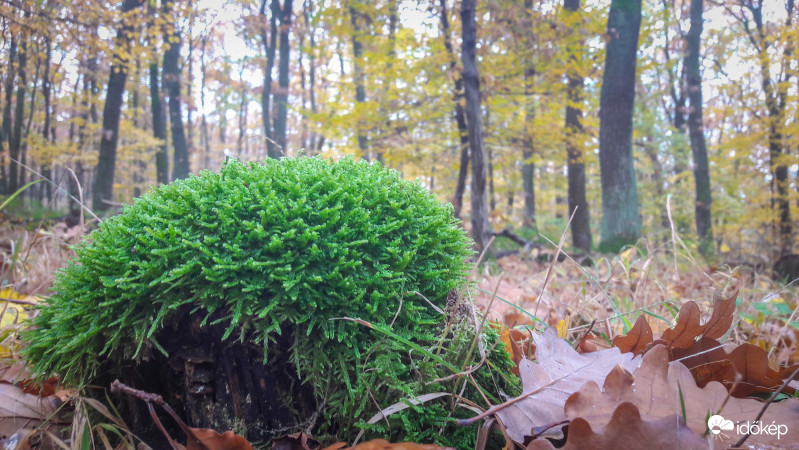 Sopron Muck