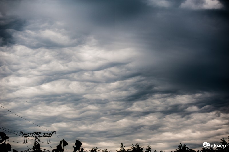 Undulatus Asperatus