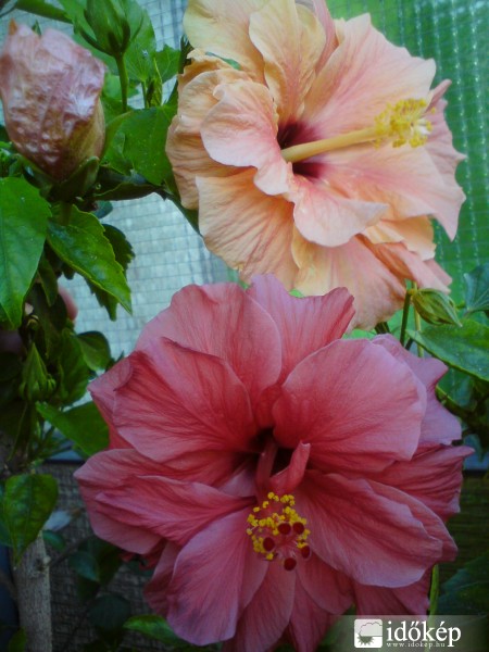 A hibiszkuszaim virágai.