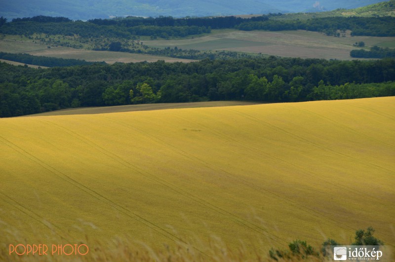 Aranymező