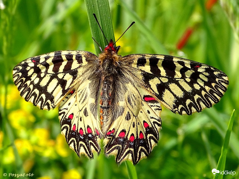 Zerynthia polyxena - Farkasalmalepke