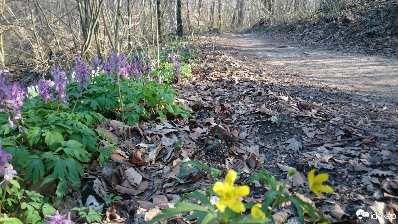 Budakeszi