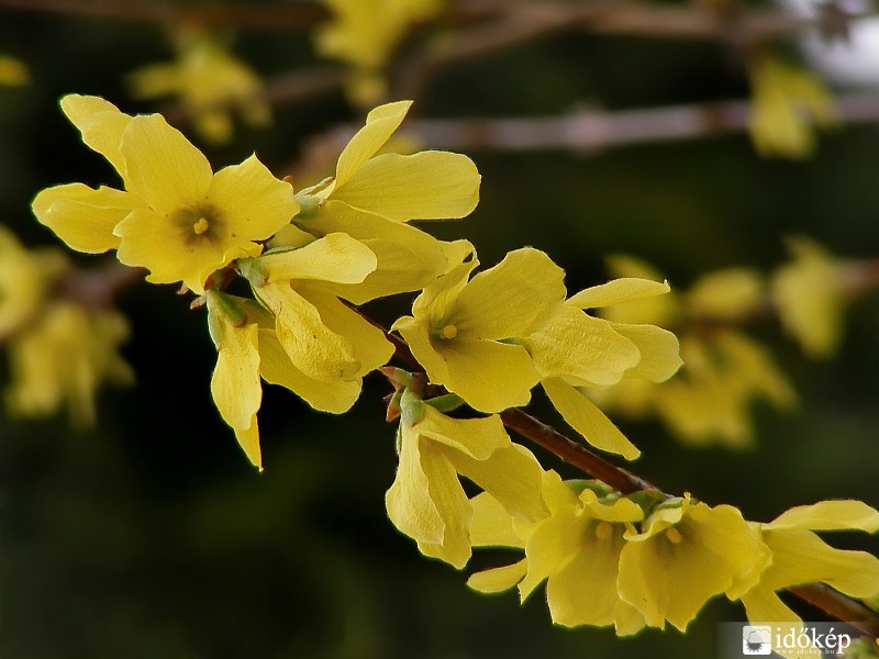 Forsythia