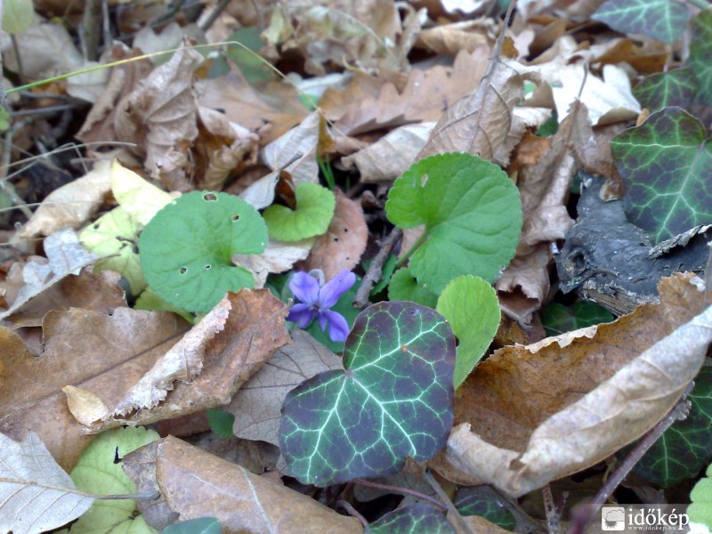 Novemberi ibolya badacsonyörsön