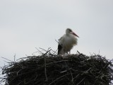 2013.04.01. Cegléd Sugár utcai gólya.