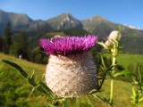 Szamárkóró a Magas-Tátra lábánál