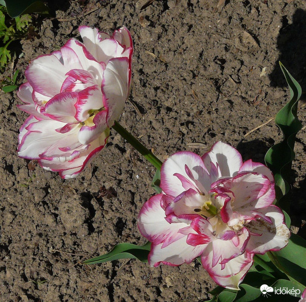 Fodros-bodros tulipán