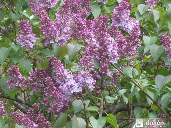 Orgona virágai