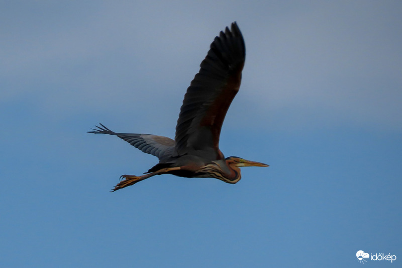 Vörös gém - Ardea purpurea