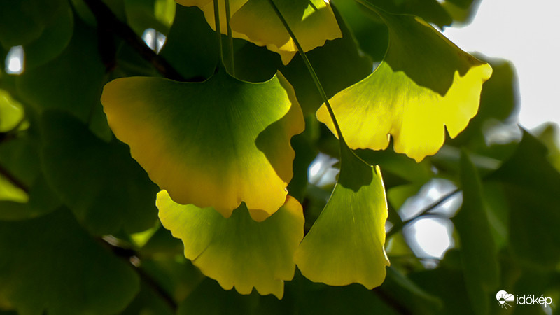 Már a gingko is kezd színt váltani  