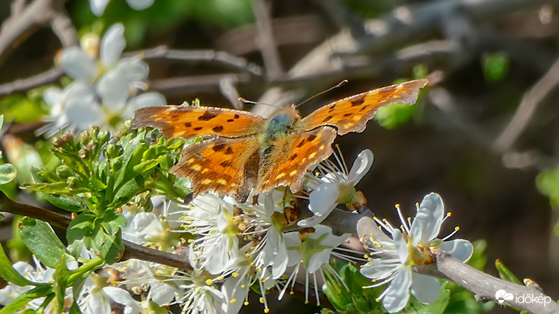 Polygonia c-album