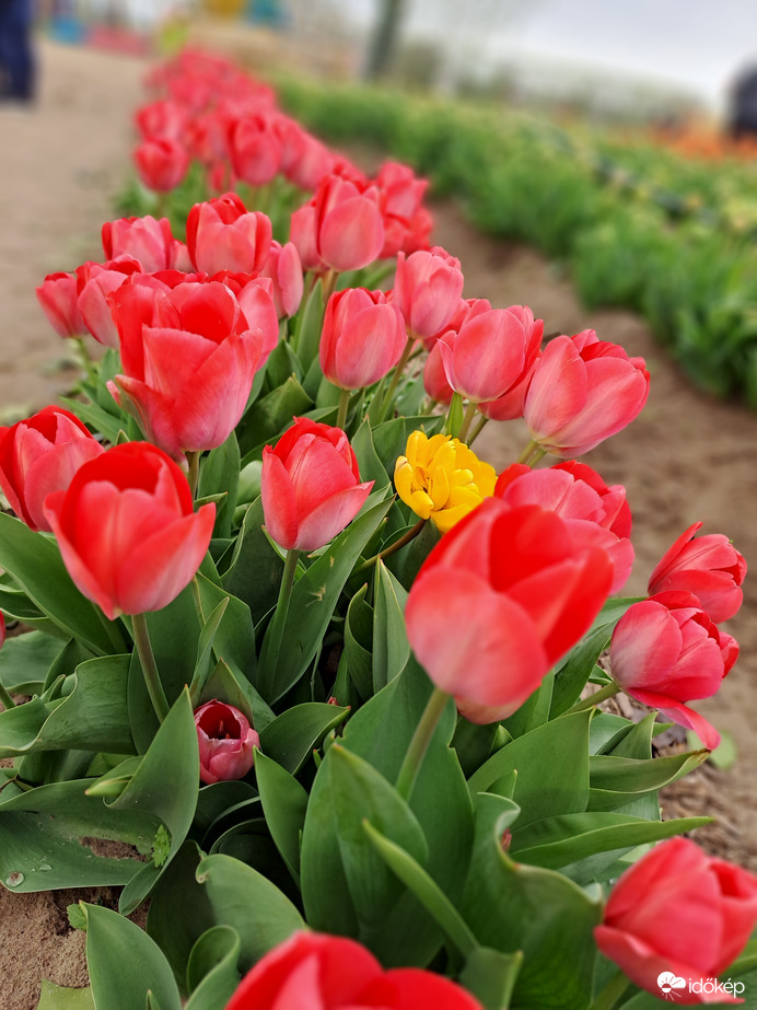  Tázlári TulipGarden Homokhátság 