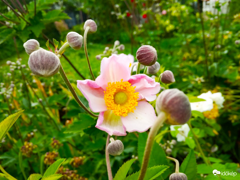 Anemone hupehensis 'Praecox' – Őszi szellőrózsa, kínai szellőrózsa