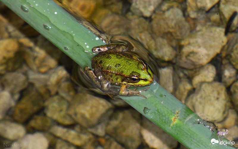 A Béka