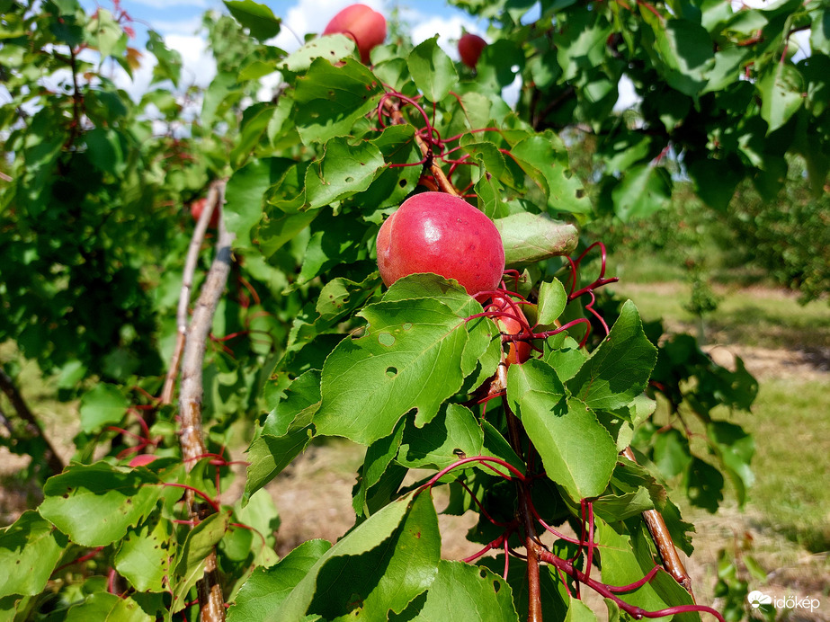 Pirosodik a korai sárgabarack Závodon.