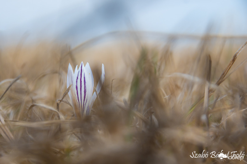 Védett tarka sáfrányok (Crocus reticulatus)