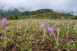 Őszi kikericsek (Colchicum autumnale)