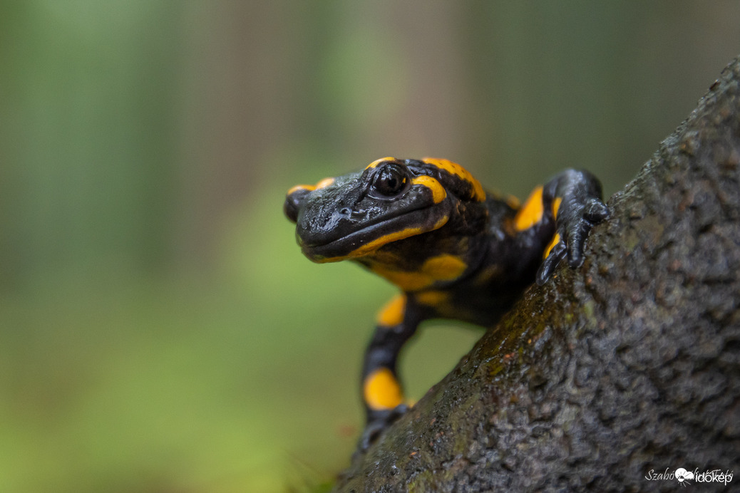 Foltos szalamandra (Salamandra salamandra)