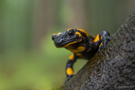 Foltos szalamandra (Salamandra salamandra)