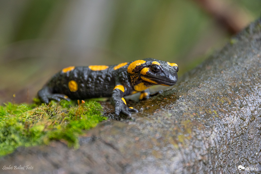 Foltos szalamandra (Salamandra salamandra)