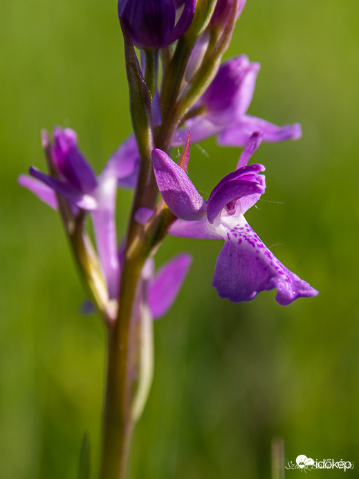 Mocsári kosbor (Anacamptis laxiflora)