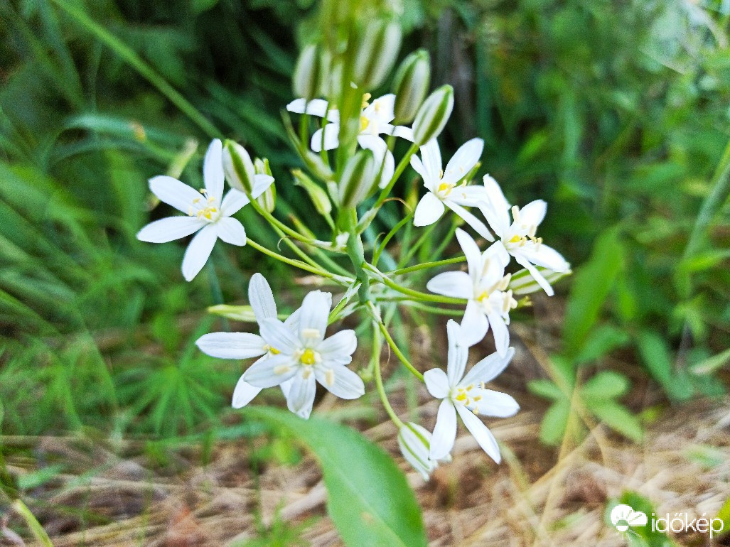 Guruslău