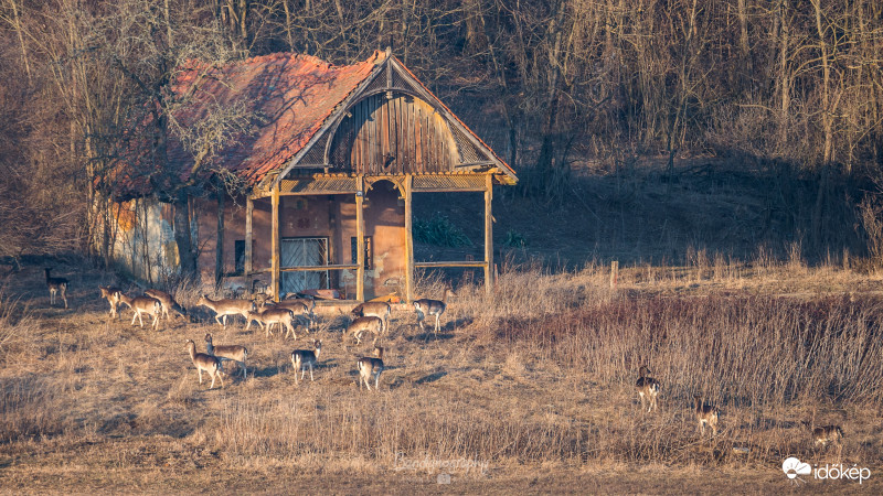 Erdei lak