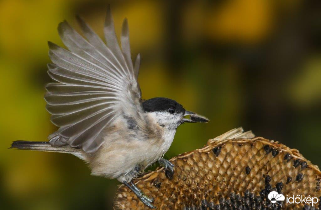 Nem tudok felszállni, beakadt a körmöm 