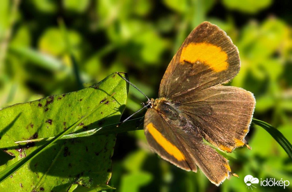 Nyírfa-csücskös lepke.