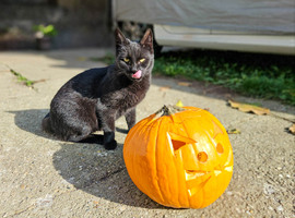 Halloween macska módra