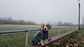 Szilveszteri mérkőzés sztárja: Beagle Beckham!