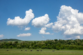 bogyooca fotója