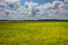 bogyooca fotója