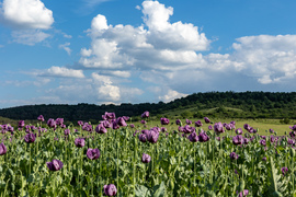 bogyooca fotója