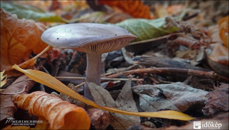 Mushroom in the autumn forest..