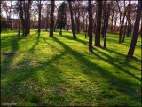 Késő délután a Petőfi parkban.