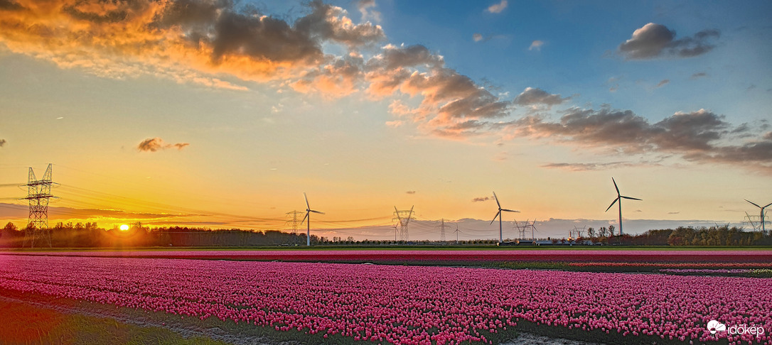 Estély a tulipánokkal