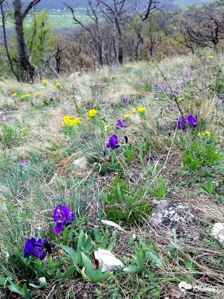 Tavasz a Pilisben