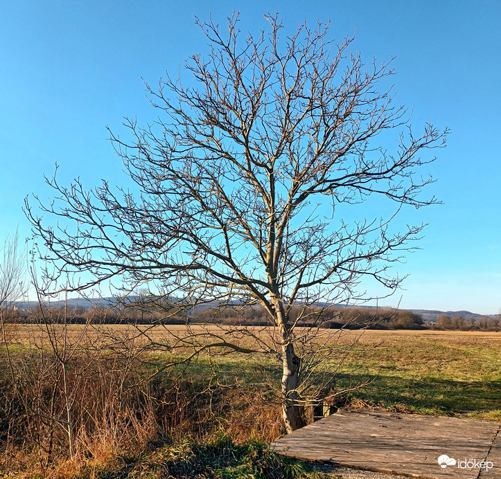 Lone tree 