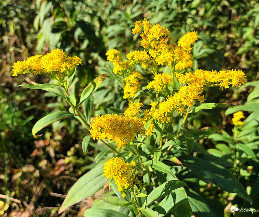 Yellow fern 