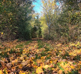 Path of leaves 