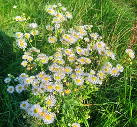 Daisy mass