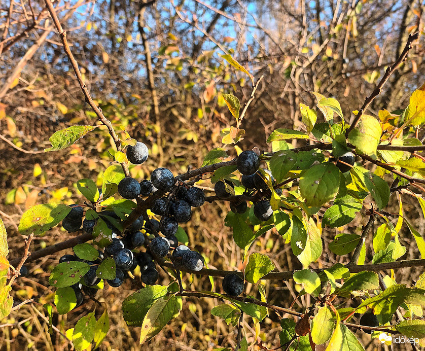 The berries were ripe